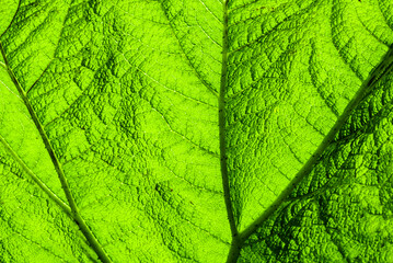 Background sun green leaf sunlight through close-up textured