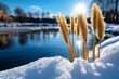 © Sanchai - Winter nature landscape featuring frozen reeds standing tall by a pond, their golden hues contrasting with the snow