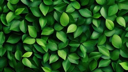 Wall Mural - A vibrant, close-up view of lush green leaves, symbolizing nature, freshness, and tranquility in a natural environment.