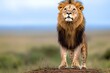 © Sanchai - Kenya lion male standing tall in the savannah, its mane blowing in the soft breeze of the open plains