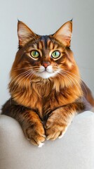 Wall Mural - An elegant Somali cat lounging on a soft cushion, showcasing its beautiful fur and posture, set against a light solid color background