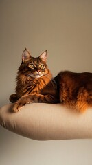 Wall Mural - An elegant Somali cat lounging on a soft cushion, showcasing its beautiful fur and posture, set against a light solid color background