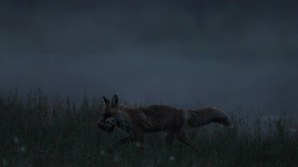 Wall Mural - finland wildlife. red fox, vulpes vulpes, beautiful animal on green vegetation, cotton grass flower,