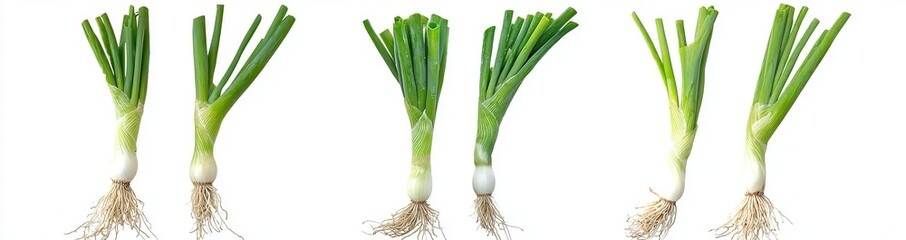 The bundle of green onions with leaves isolated on the background, flat lay view of fresh salad vegetables, healthy and organic.