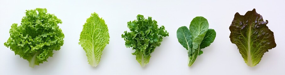 Lettuce leaves isolated on white background, flat lay view of organic salad vegetables.