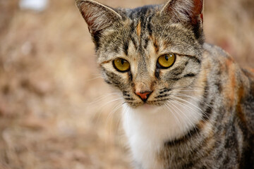 Close-Up of a Calico Cat Outdoors. Close-up portrait of a calico cat with intense yellow eyes, captured outdoors against a blurred natural background.

