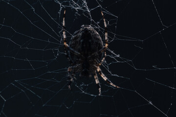 Spider in web on a dark background. Macro. Closeup.