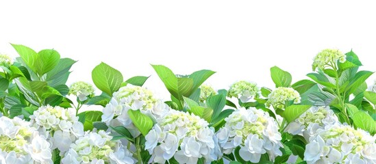 Sticker - lovely hydrangea blooms on a bush. Copy space image. Place for adding text and design