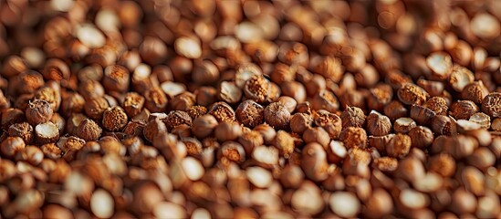 Wall Mural - Fresh and dry buckwheat texture with copyspace Macro shot