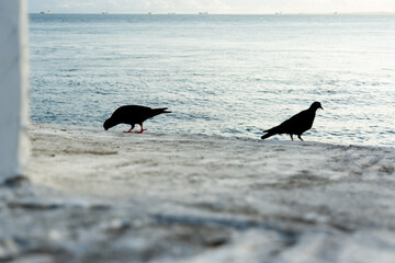 Two black pigeons on top of a concrete wall against the sea in the background.