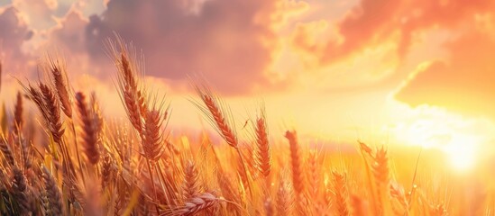 Wall Mural - Backdrop of ripening yellow wheat ears against a sunset cloudy orange sky Copy space of the setting sun s rays on the horizon in a rural meadow Close up nature photo conveys the idea of an abundant ha