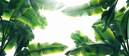 Poster - Tearing banana leaves in sunlight against a white isolated background for a green foliage backdrop with copy space