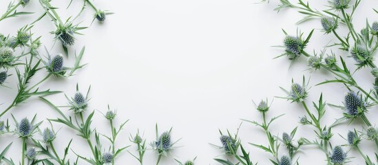 Canvas Print - Minimalist composition featuring beautiful eryngium flowers arranged as a frame on a white background Nature concept Selective focus Flat lay Top view Copy space