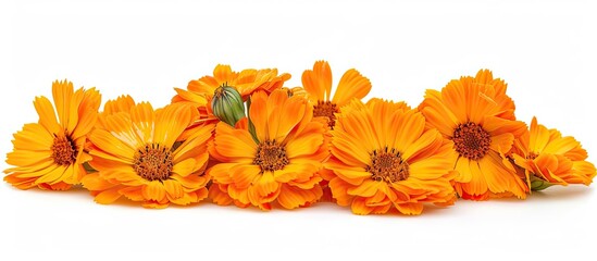 Canvas Print - Close up of orange marigold flowers isolated against a white background Lovely floral arrangement. Copy space image. Place for adding text and design