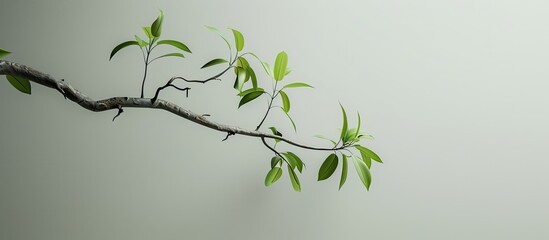 Sticker - A branch with green leaves hanging from the tree offering copy space for design