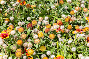 Wall Mural - colorful flowers at urban flowerbed in summer