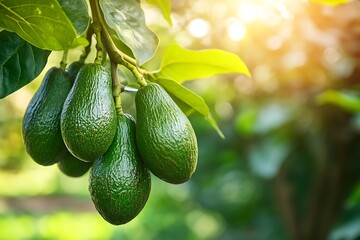 Wall Mural - Ripe avocados hanging on a branch in an avocado orchard, green leaves, sunlight, healthy eating