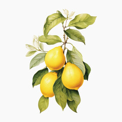 vibrant lemons on leafy branch