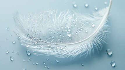 A delicate white feather with transparent water droplets resting on a soft blue background, creating a pure and fragile artistic expression