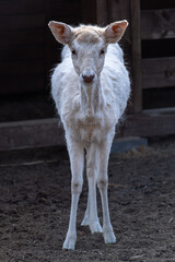 a young fallow deer living in a zoo