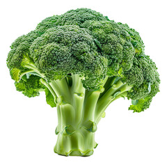 Poster - Single broccoli floret stands upright, showcasing its vibrant green color and intricate texture