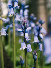 Sticker - Spring flowers in the garden