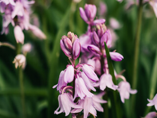 Poster - Spring flowers in the garden