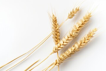 Close-up shot of three wheat stalks on a white surface