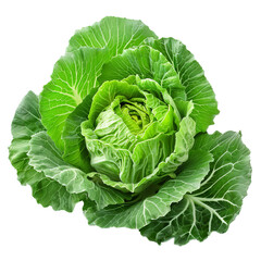 This vibrant green cabbage is characterized by its tightly wrapped leaves, offering a crisp and refreshing addition to any culinary creation