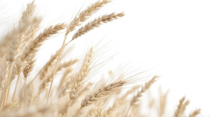 Poster - A close-up shot of a bunch of wheat