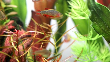 Wall Mural - Aquarium fish swim in thickets of plants. The celestial pearl danio Margaritatus Galaxy Microrasbora. Macro view aquarium fish rasbora. bright blue body pearly dots, orange red fins tails. 