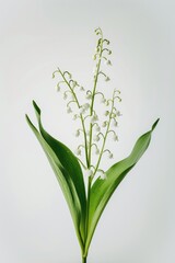 Aufkleber - A small white flower is displayed in a simple vase on a table