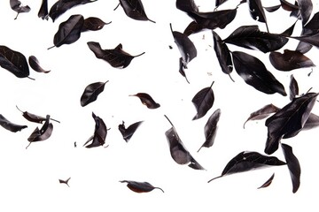 Poster - A bunch of black leaves float in the air, with no visible support or source