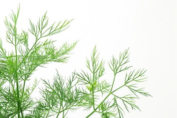 Poster - A detailed shot of a plant with green leaves, ideal for illustration and design purposes