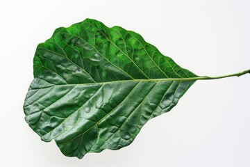 Poster - A single large green leaf placed on a white surface, perfect for uses such as still life photography or product design