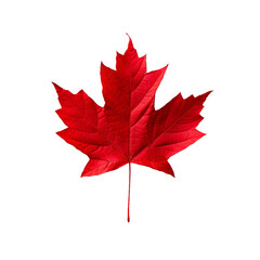 Poster - Single red maple leaf is standing out on a white background