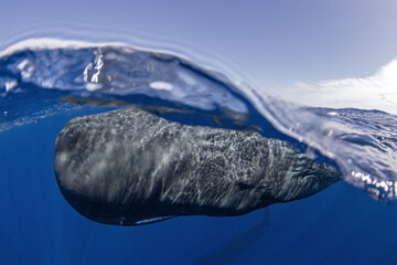 Wall Mural - Sperm whale near the surface. The biggest toothed predator. 