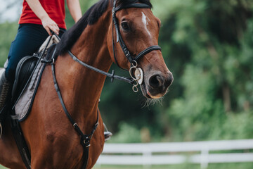 Wall Mural - Close-up image of a person riding a brown horse at a ranch with a nature background.