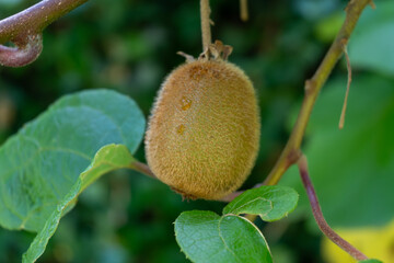 Wall Mural - New harvest of golden or green kiwi, hairy fruits hanging on kiwi tree in orchard in Italy, Lazio