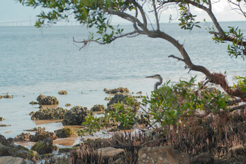 Isolated standing blue heron Bird s curved neck looking left. On the edge of a rocky shoreline framed by green trees leaning to the left on a bright sunny day in Florida. Blue calm bay water in the ba