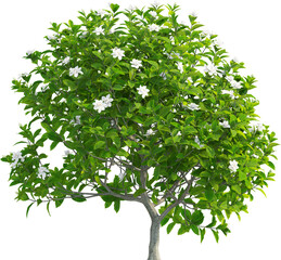 side view of gardenia jasminoides tree - jasmine
