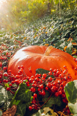 Wall Mural - Thanksgiving and Halloween holiday symbol. Orange large pumpkin and branches with red berries in bright green ivy in sunny garden.Beautiful nature wallpaper. Autumn mood 