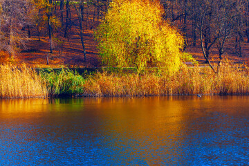 Wall Mural - Beautiful autumn scene with a lake and trees. Reflection of fall park in the lake water. Pond in a city park in autumn