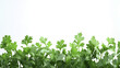 © suldev - green leaves of parsley isolated on white background