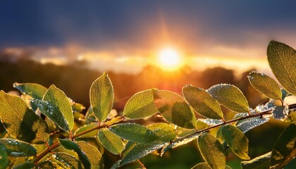 Wall Mural - vibrant sunrise over dew covered leaves a striking morning scene of new beginnings and energetic start to the day