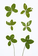 Collection of pressed four leaf clovers.