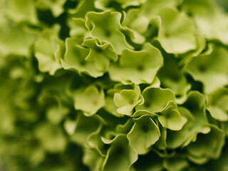 Canvas Print - Green flower macro