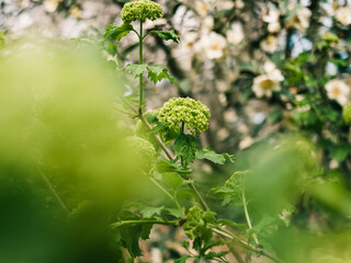 Wall Mural - Green flowers in the garden