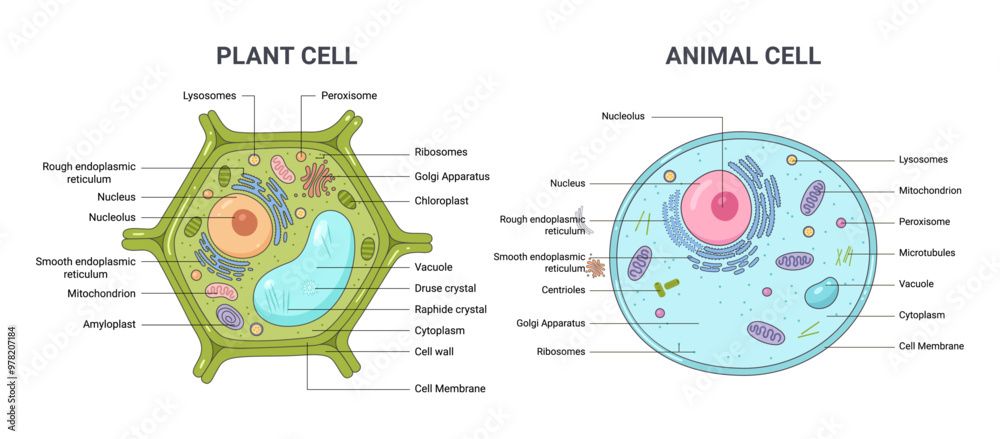 Vector illustration of the Plant and Animal cell anatomy structure ...