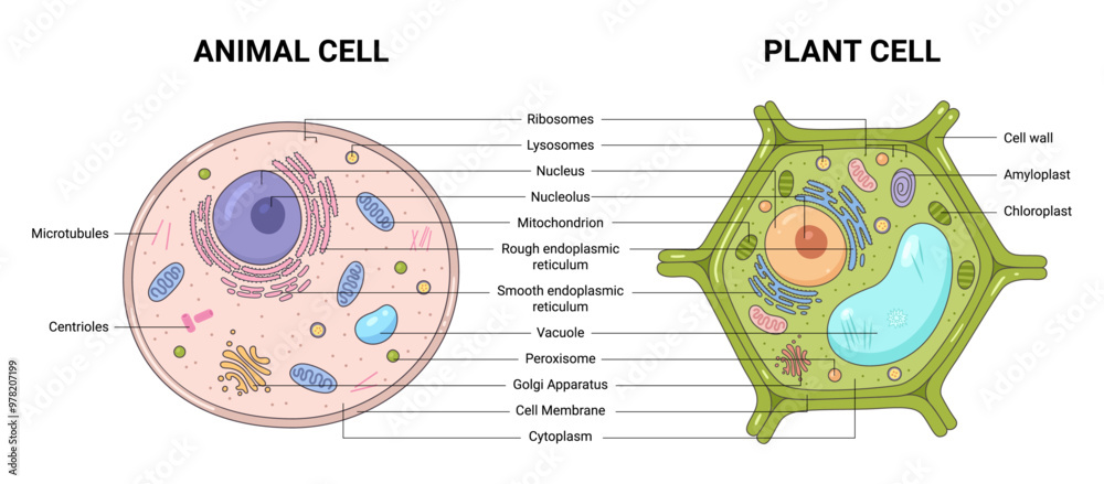 Vector illustration of the Plant and Animal cell anatomy structure ...
